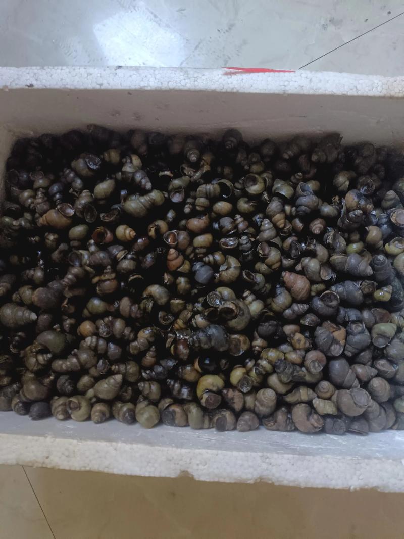 田螺釣魚技巧_螺螄青怎么垂釣必看_田螺掛鉤方法