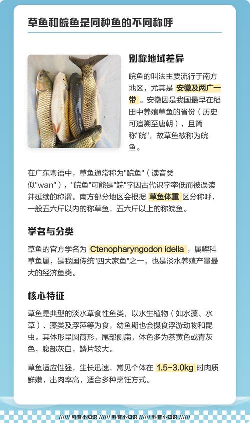 鯇魚和草魚有什么區別_草魚是什么魚_鯇魚和草魚的區別