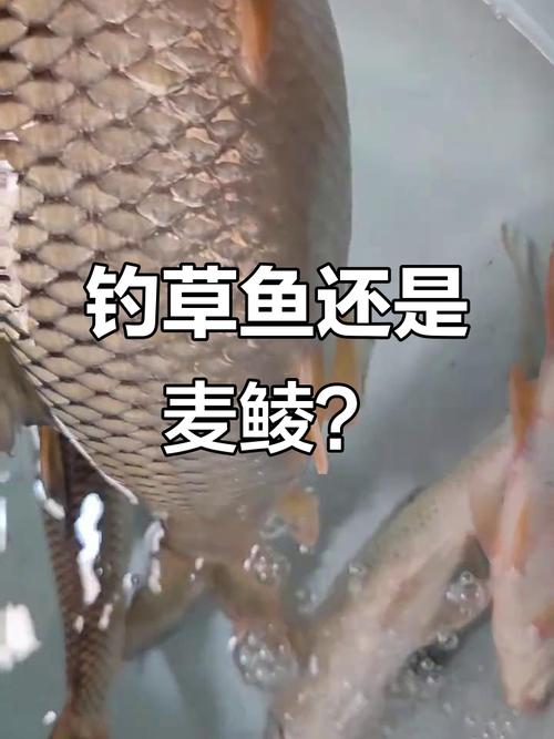 鯇魚和草魚的區別_鯇魚和草魚有什么區別_草魚是什么魚