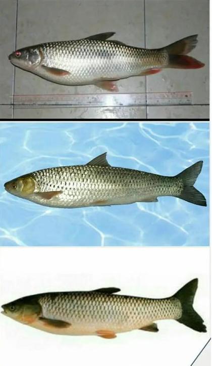 草魚是什么魚_鯇魚和草魚有什么區別_鯇魚和草魚的區別