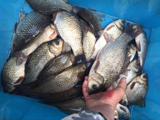 西安近郊野塘釣魚地點_西安周邊釣魚的野塘子_雙塘路山體水庫釣魚攻略