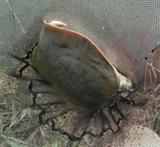 西安近郊野塘釣魚地點_西安周邊釣魚的野塘子_雙塘路山體水庫釣魚攻略