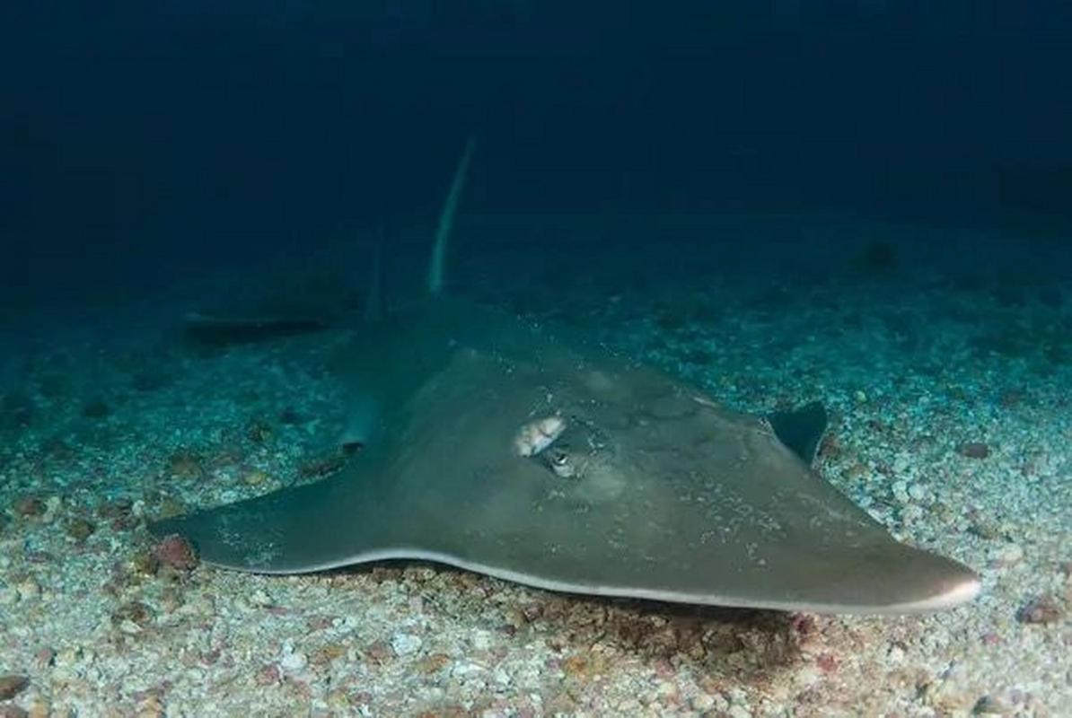 犁頭鰩科形態特征_犁頭鰩_犁頭鰩科分類
