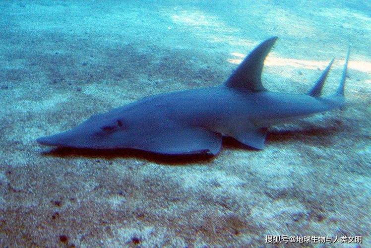 犁頭鰩_犁頭鰩科分類_犁頭鰩科形態特征
