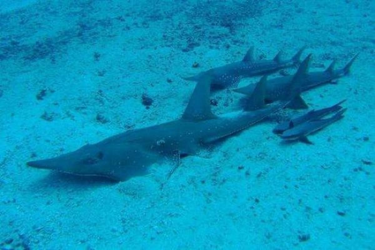 犁頭鰩科分類_犁頭鰩_犁頭鰩科形態特征