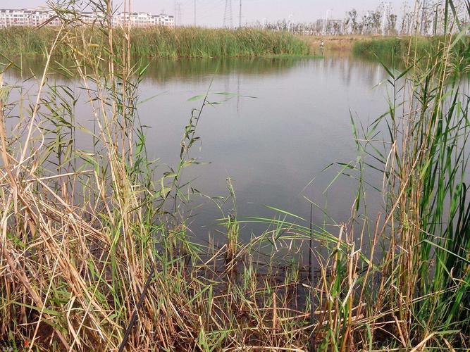 西安周邊免費野釣地點_灞河灃河浐河釣點推薦_西安周邊釣魚的野塘子
