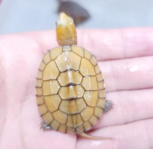 黃喉擬水龜養殖技術_黃喉擬水龜環境建設_黃喉擬水龜是什么龜