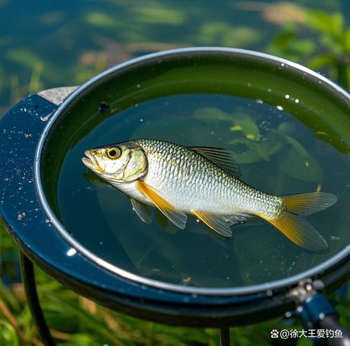 早春水庫釣魚技巧_早春釣魚淺灘規律_早春鯽魚釣位選擇技巧
