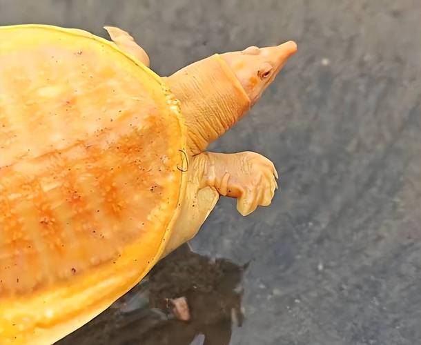 野生甲魚價格_黃金甲魚_黃金鱉是什么動物