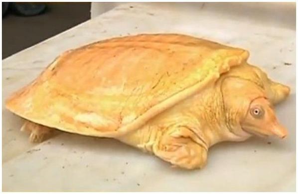 黃金鱉是什么動物_野生甲魚價格_黃金甲魚