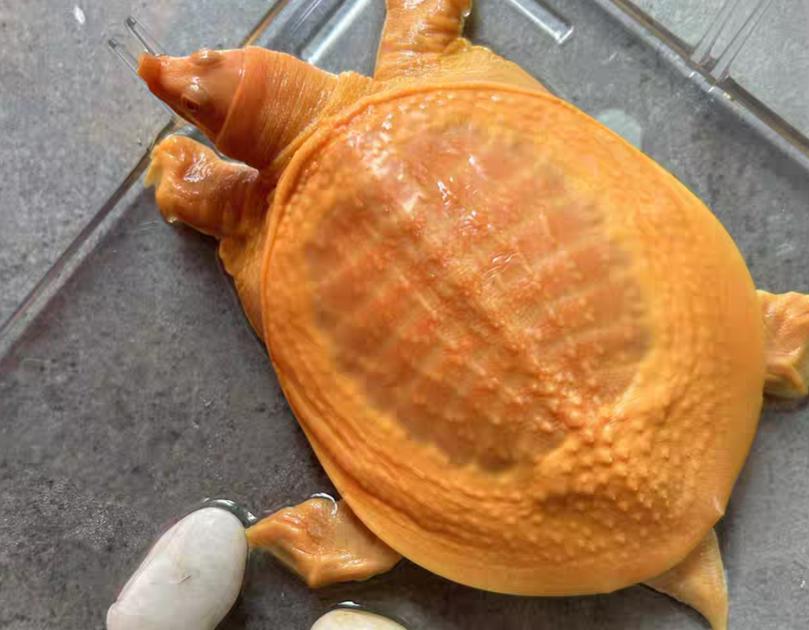 黃金鱉是什么動物_野生甲魚價格_黃金甲魚