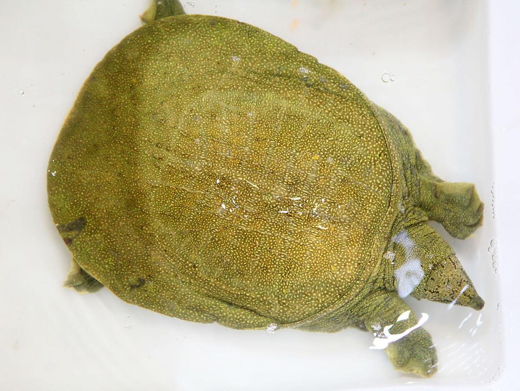 黃金鱉 中華鱉基因變異種 觀賞鱉珍品_黃金鱉是什么動物