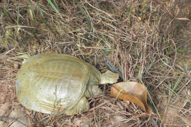 黃金鱉 中華鱉基因變異種 觀賞鱉珍品_黃金鱉是什么動物