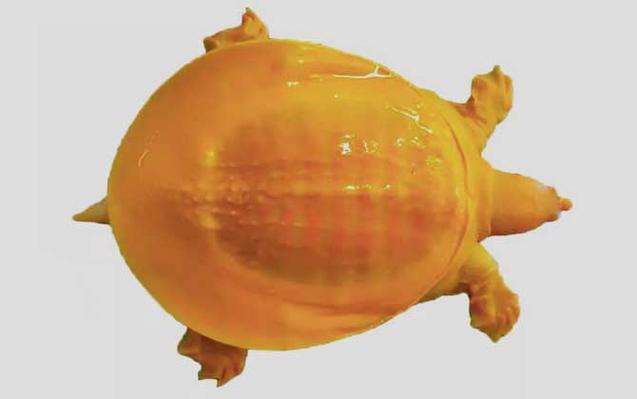 黃金鱉是什么動物_黃金鱉 中華鱉基因變異種 觀賞鱉珍品