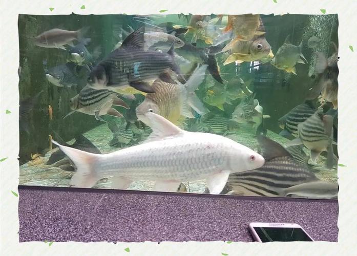 黃金鯉是什么魚_茶鯉 黃金鯉 巨鯉