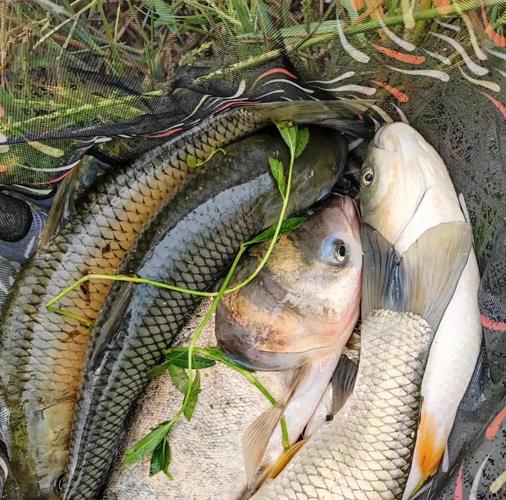 釣鯽魚技巧_規避小雜魚鬧鉤_野釣雜魚多口很亂怎么辦