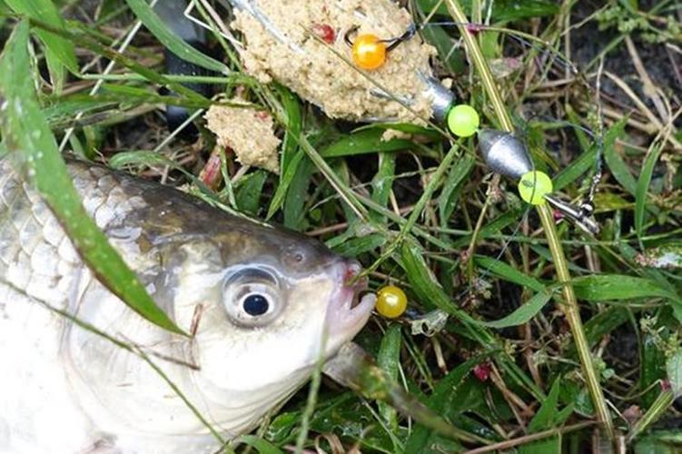 野釣雜魚多口很亂怎么辦_規避小雜魚鬧鉤_釣鯽魚技巧