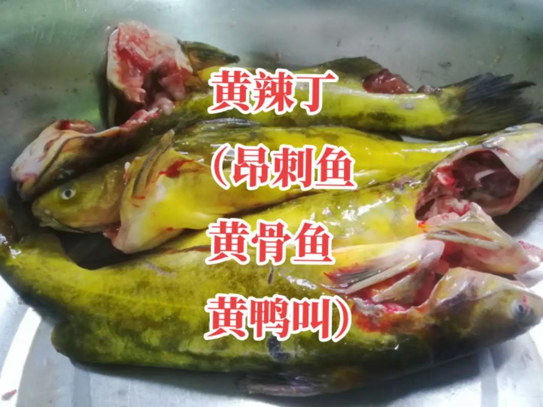 黃辣丁做法_黃辣丁食譜_黃辣丁和昂刺魚一樣嗎