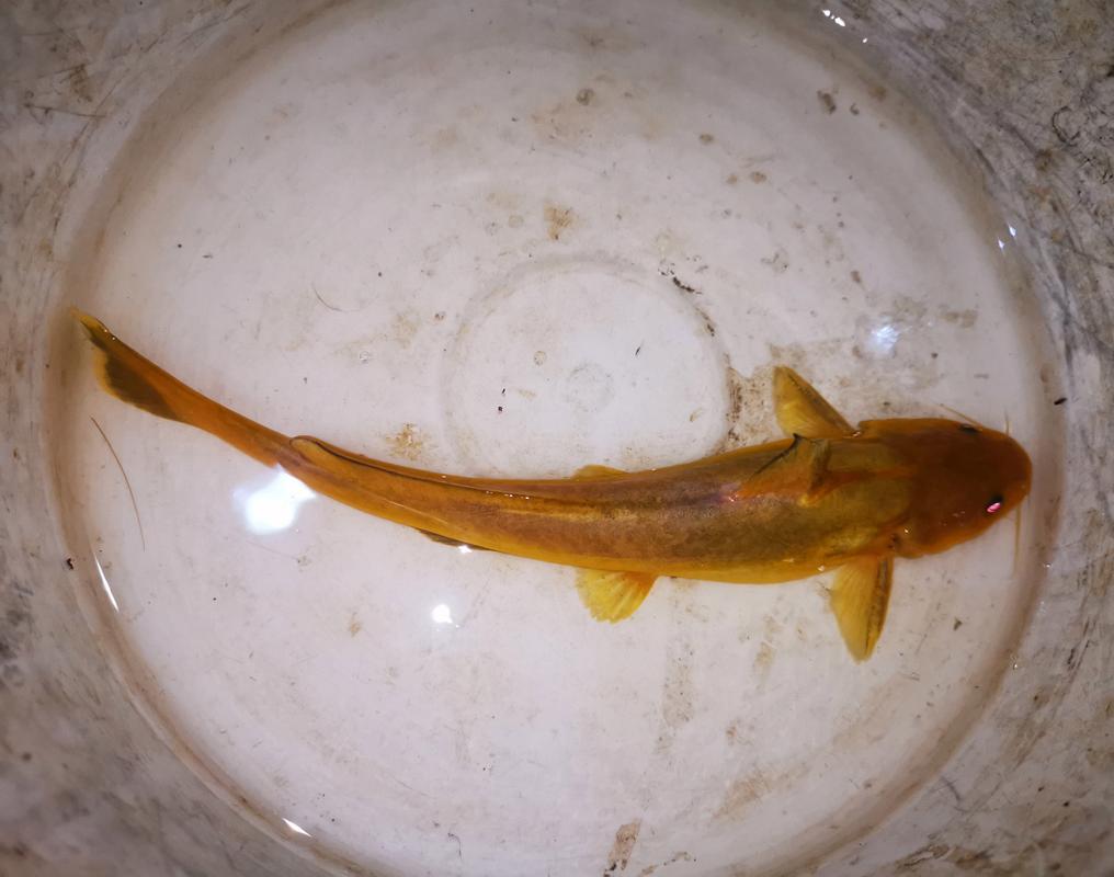 黃辣丁和昂刺魚一樣嗎_黃辣丁做法_黃辣丁食譜