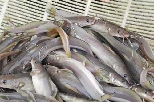 黃辣丁食譜_黃辣丁做法_黃辣丁和昂刺魚一樣嗎