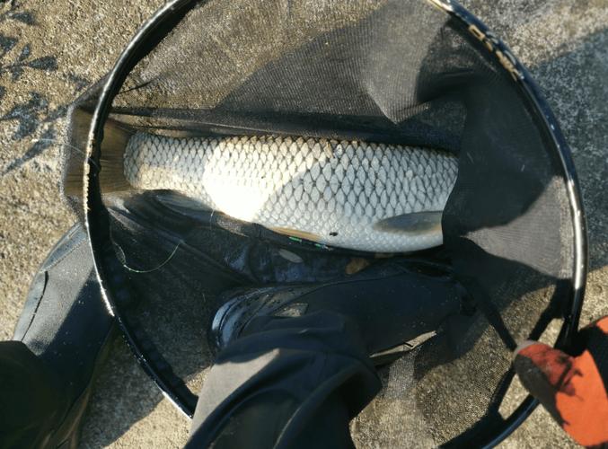 草魚餌料搭配黃金比例_草魚餌料搭配商品餌_釣草魚餌料大小計算