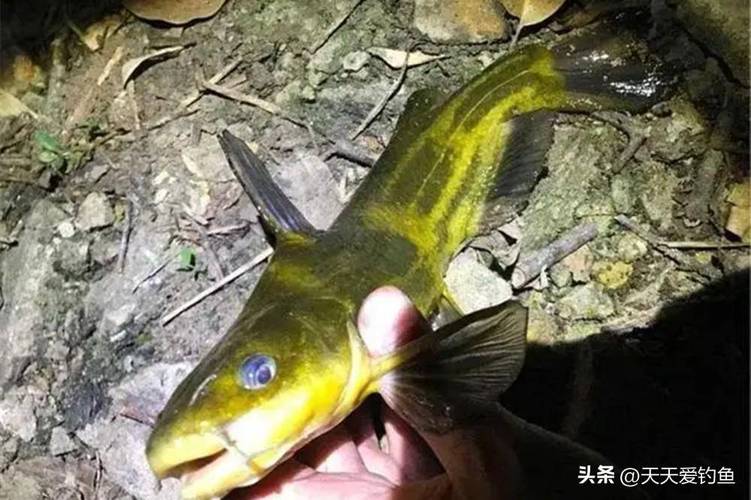 黃顙魚夜釣技巧_黃顙魚走釣打窩方法_黃辣丁釣魚技巧大全