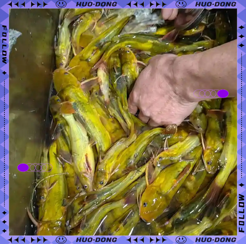 黃顙魚夜釣技巧_黃顙魚走釣打窩方法_黃辣丁釣魚技巧大全