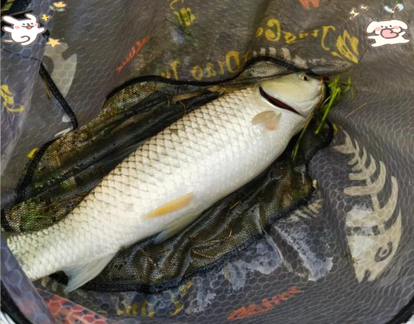草魚餌料配方_草魚餌料搭配口訣_釣草魚技巧