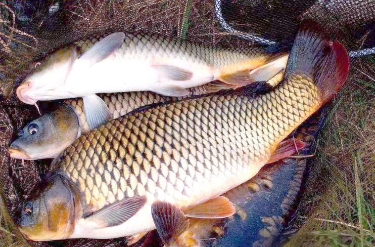 草魚餌料配方_釣草魚技巧_草魚餌料搭配口訣