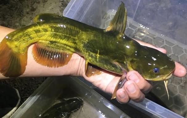 黃辣丁釣魚技巧大全_黃辣丁釣位選擇_釣黃辣丁技巧