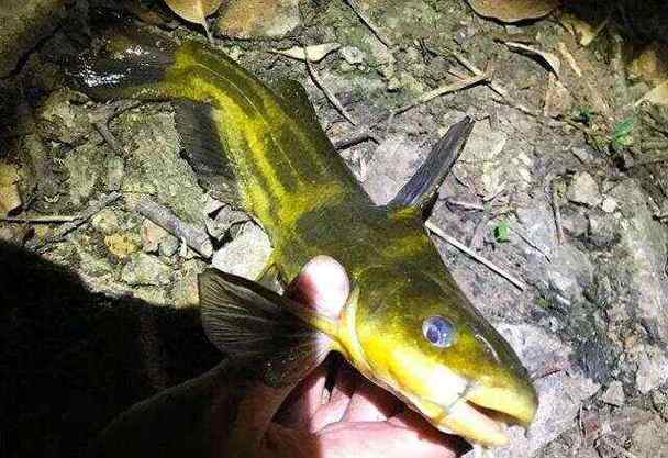 黃辣丁釣位選擇_釣黃辣丁技巧_黃辣丁釣魚技巧大全