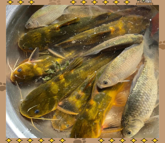 黃顙魚走釣技巧_黃顙魚守釣方法_黃辣丁釣魚技巧大全
