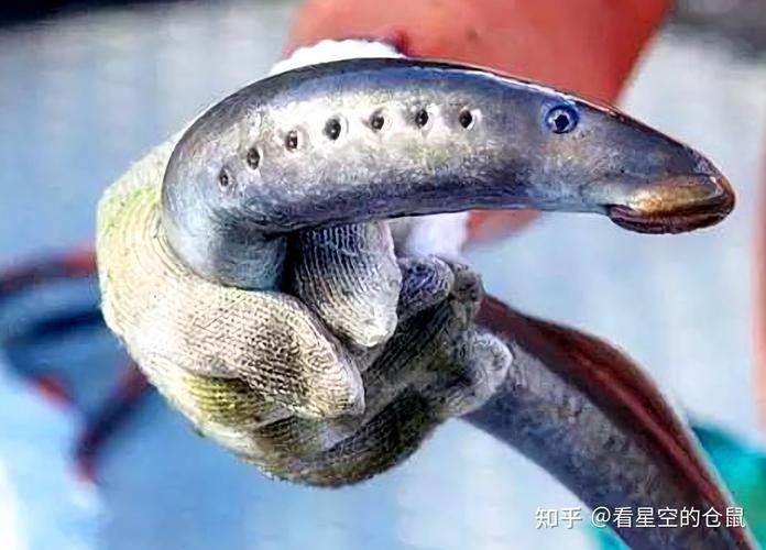 黃鱔分布范圍_黃鱔是不是泥鰍_黃鱔攝食習性