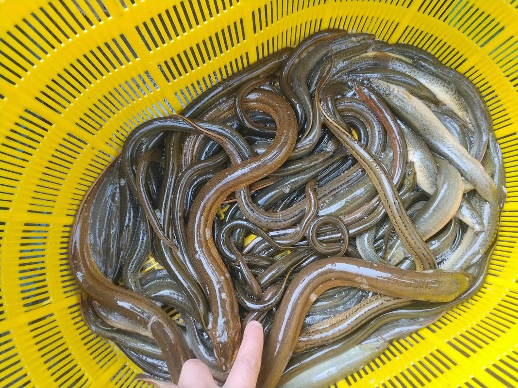 黃鱔分布范圍_黃鱔是不是泥鰍_黃鱔攝食習性