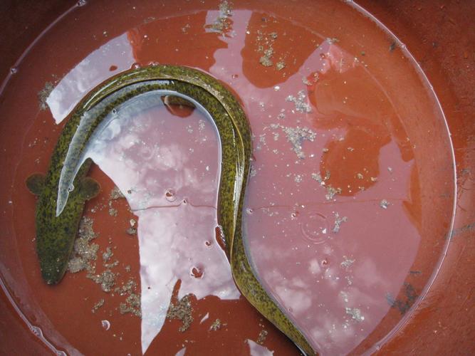 黃鱔攝食習性_黃鱔分布范圍_黃鱔是不是泥鰍