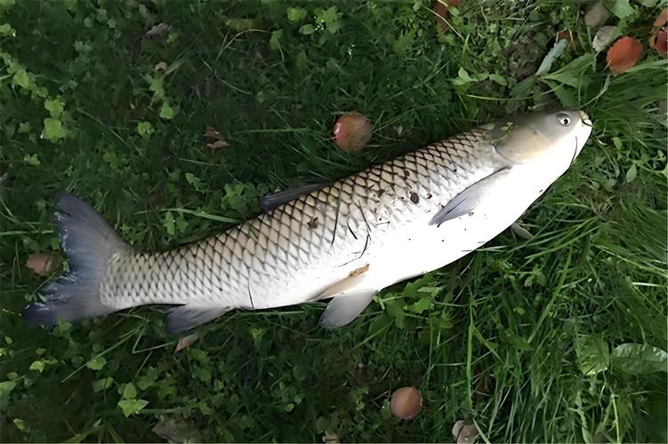 草魚餌料味型搭配_野釣草魚餌料搭配_天然餌料野釣草魚