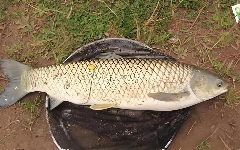 野釣草魚餌料搭配_天然餌料野釣草魚_草魚餌料味型搭配