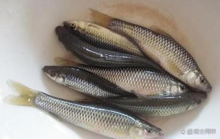 麥穗魚養殖技巧_麥穗魚怎么養_麥穗魚