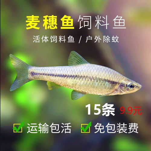 麥穗魚怎么養_麥穗魚養殖技巧_麥穗魚