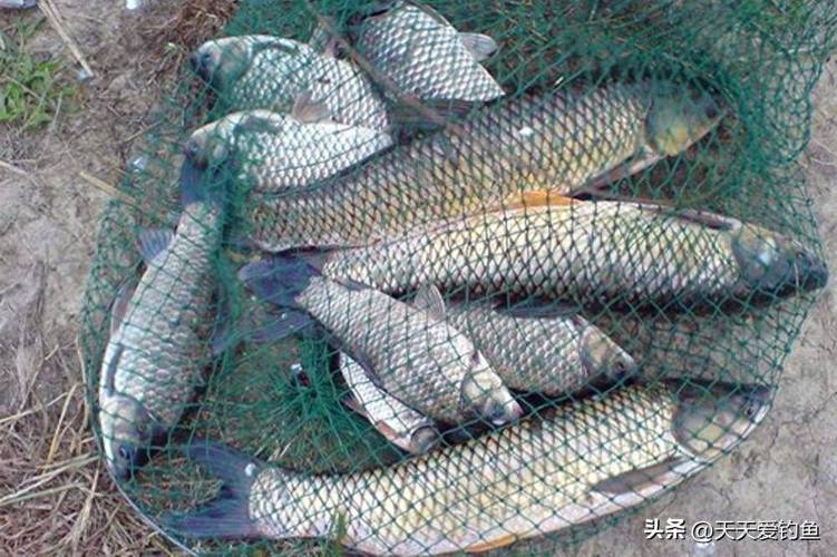 夏季野釣餌料味型選擇技巧_草魚餌料味型搭配_夏季野釣小魚餌料配方