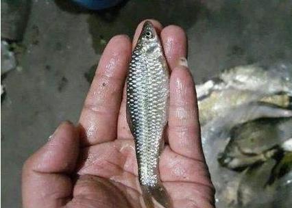 麥穗魚_麥穗魚餌料_麥穗魚釣法