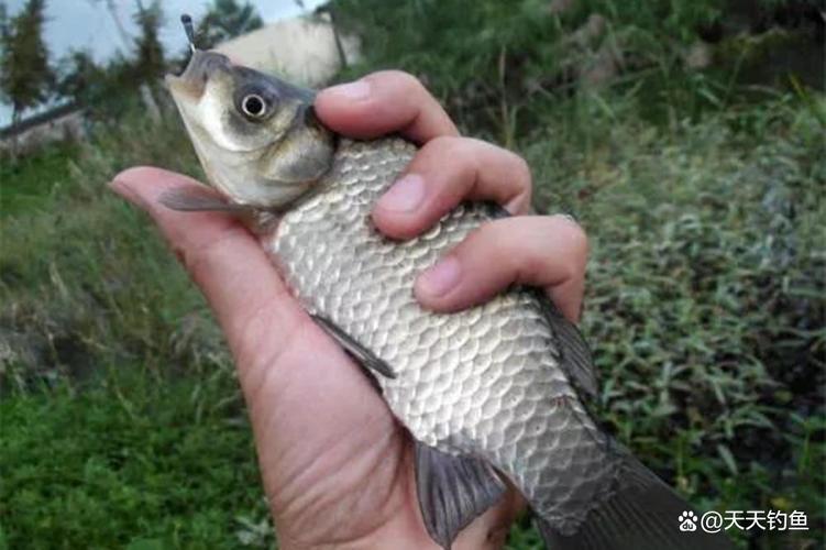 風向朝向影響水溫_初冬鯽魚淺水取暖_初冬野雜魚鬧咋釣？