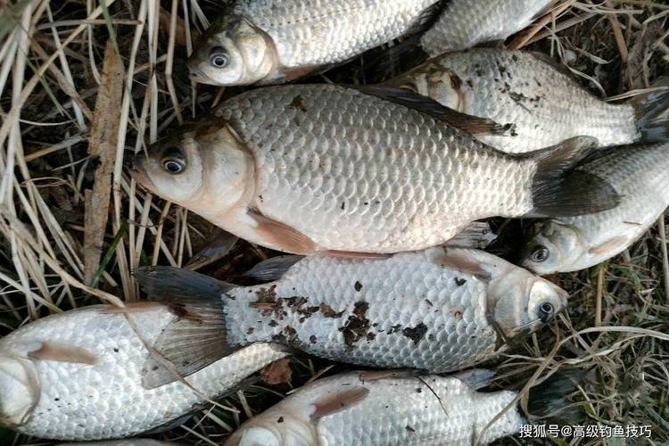 初冬野雜魚鬧咋釣？_初冬鯽魚淺水取暖_風向朝向影響水溫