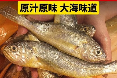 黃花魚的特點種類分布_黃花魚是什么魚_黃魚是什么魚