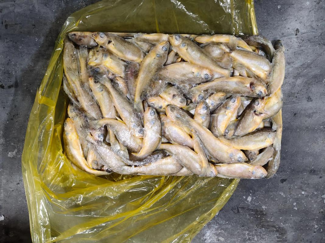 黃魚是什么魚_黃花魚的特點種類分布_黃花魚是什么魚