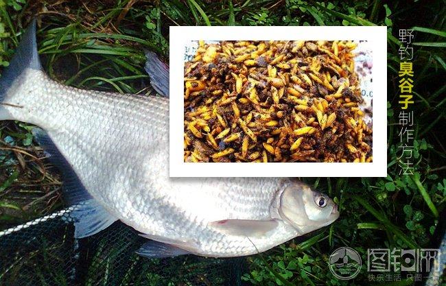 水庫釣草魚餌料配方_草魚窩料制作方法_草魚餌料大師配方