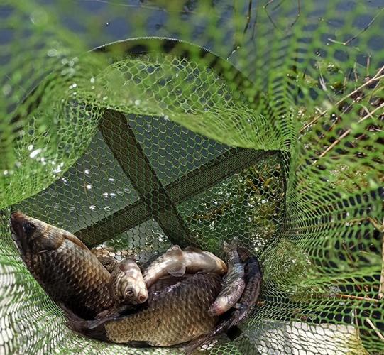 夏天釣魚技巧野釣鯽魚_夏釣鯽魚適宜環境_夏釣鯽魚避開水域