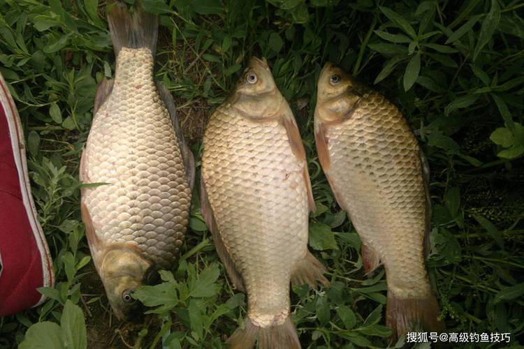 夏釣鯽魚適宜環境_夏天釣魚技巧野釣鯽魚_夏釣鯽魚避開水域