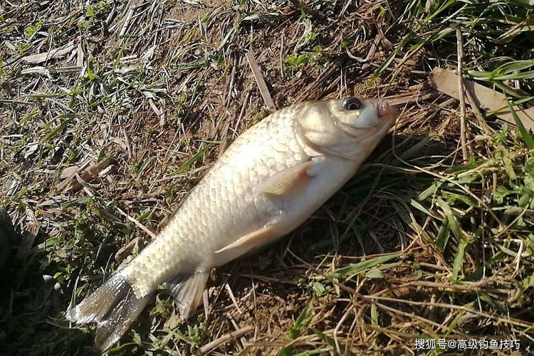 夏釣鯽魚避開水域_夏天釣魚技巧野釣鯽魚_夏釣鯽魚適宜環境