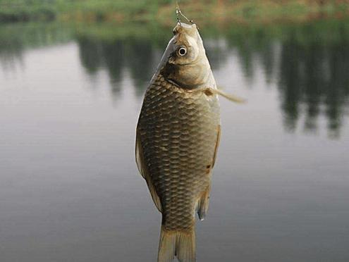 野釣鯽魚技巧_夏天釣魚技巧野釣鯽魚_小細靈釣鯽魚